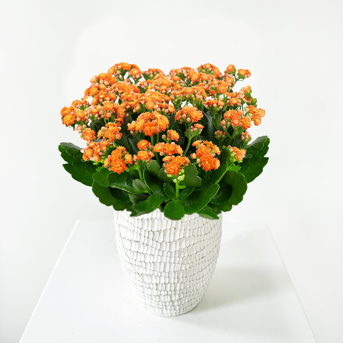 Kalanchoe-Orange_c82c64e7-c22b