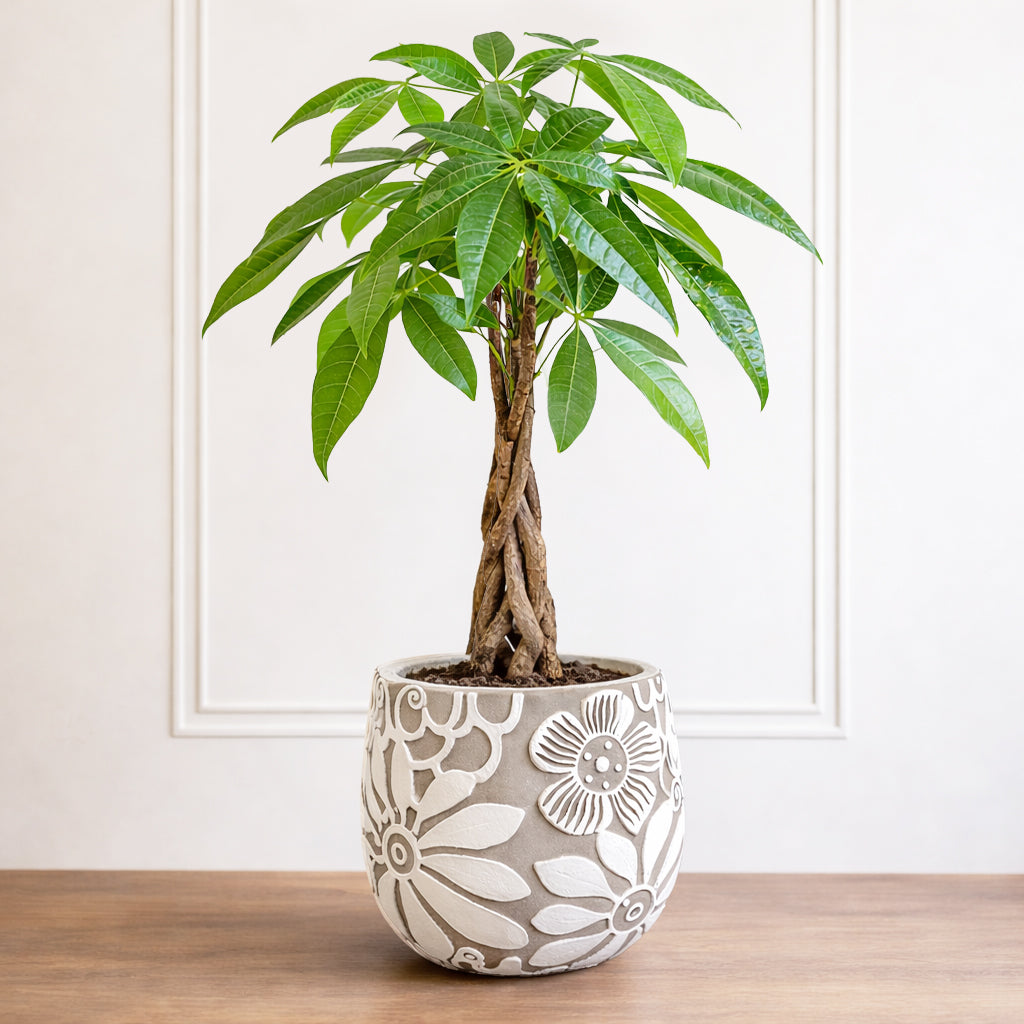 money tree decoration Pachira – Secret Garden Rose Inc