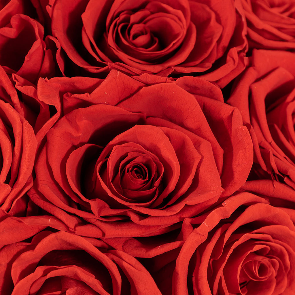 Bouquet of 36 preserved red roses.