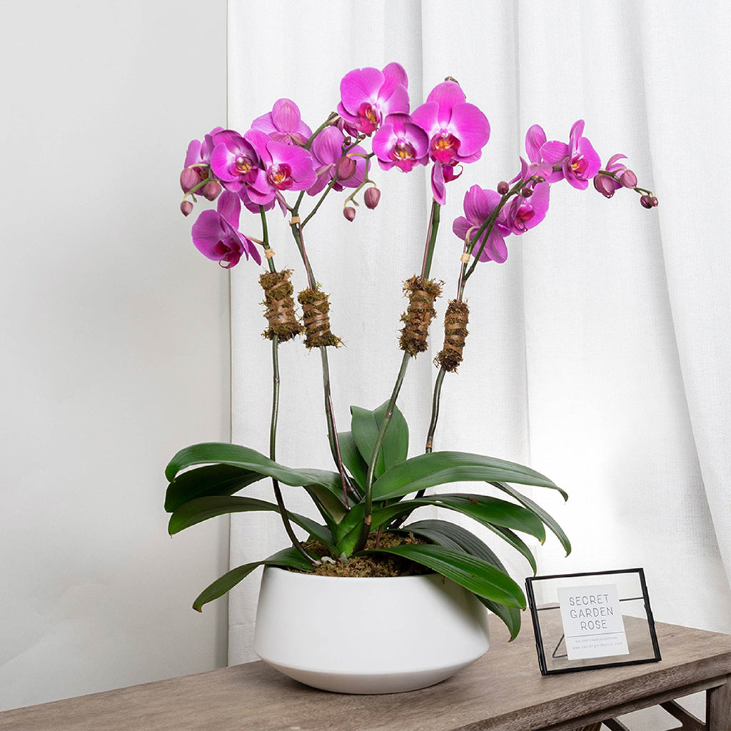Batch of large magenta orchids.