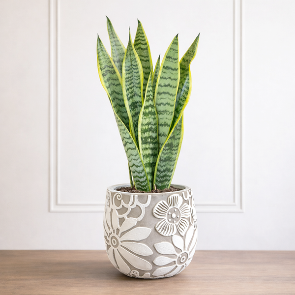 Snake Plant  Secret Garden Rose Inc