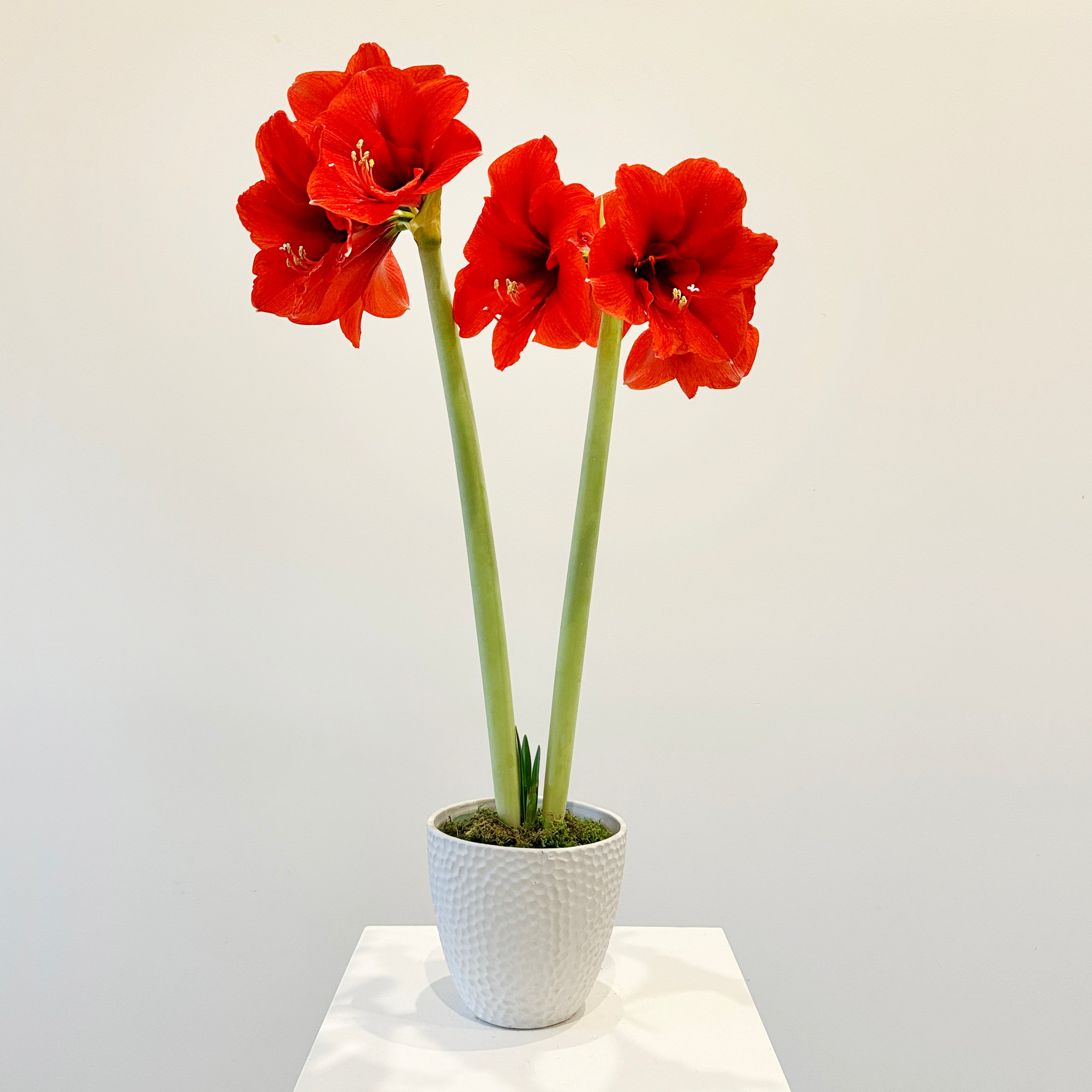 Amaryllis