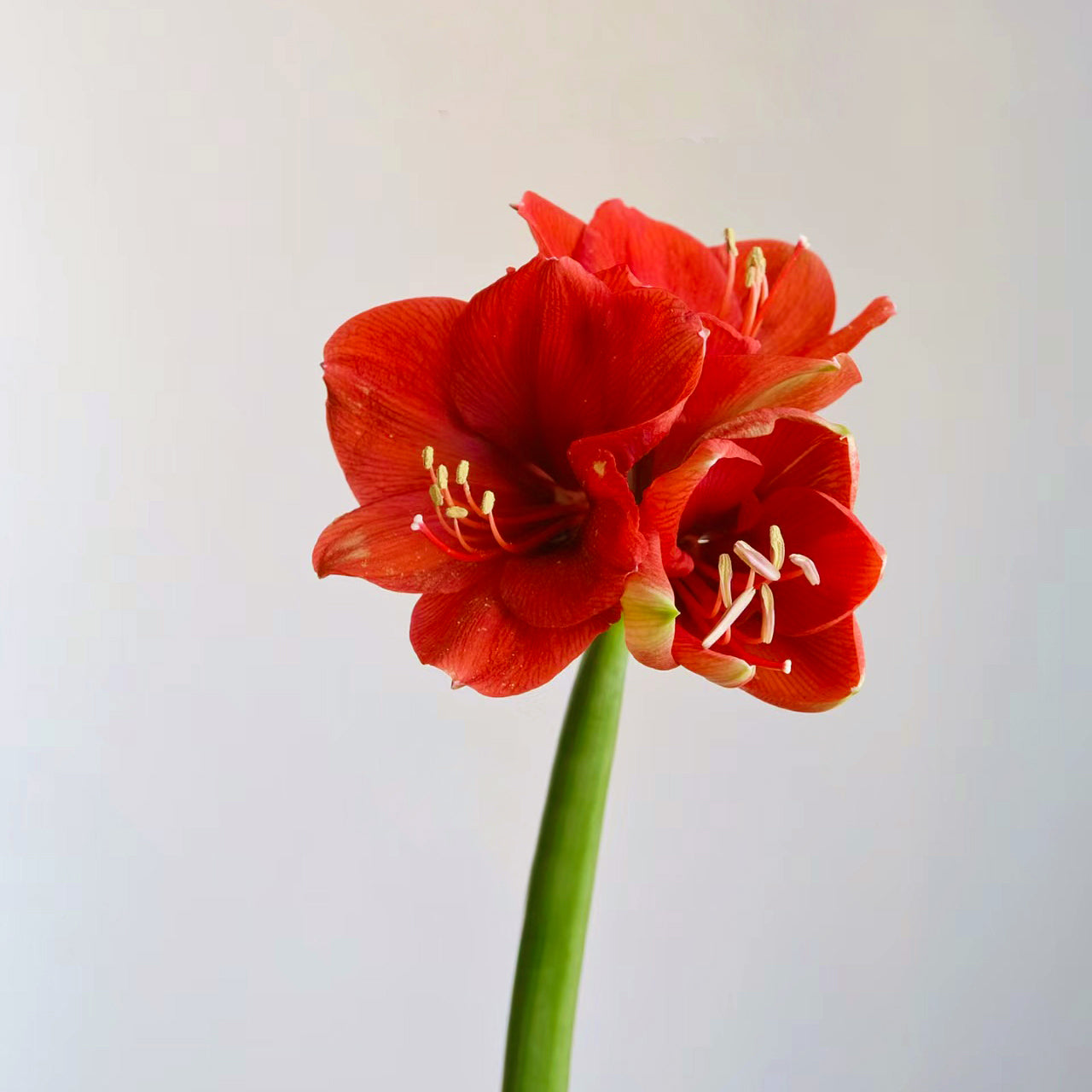 Amaryllis