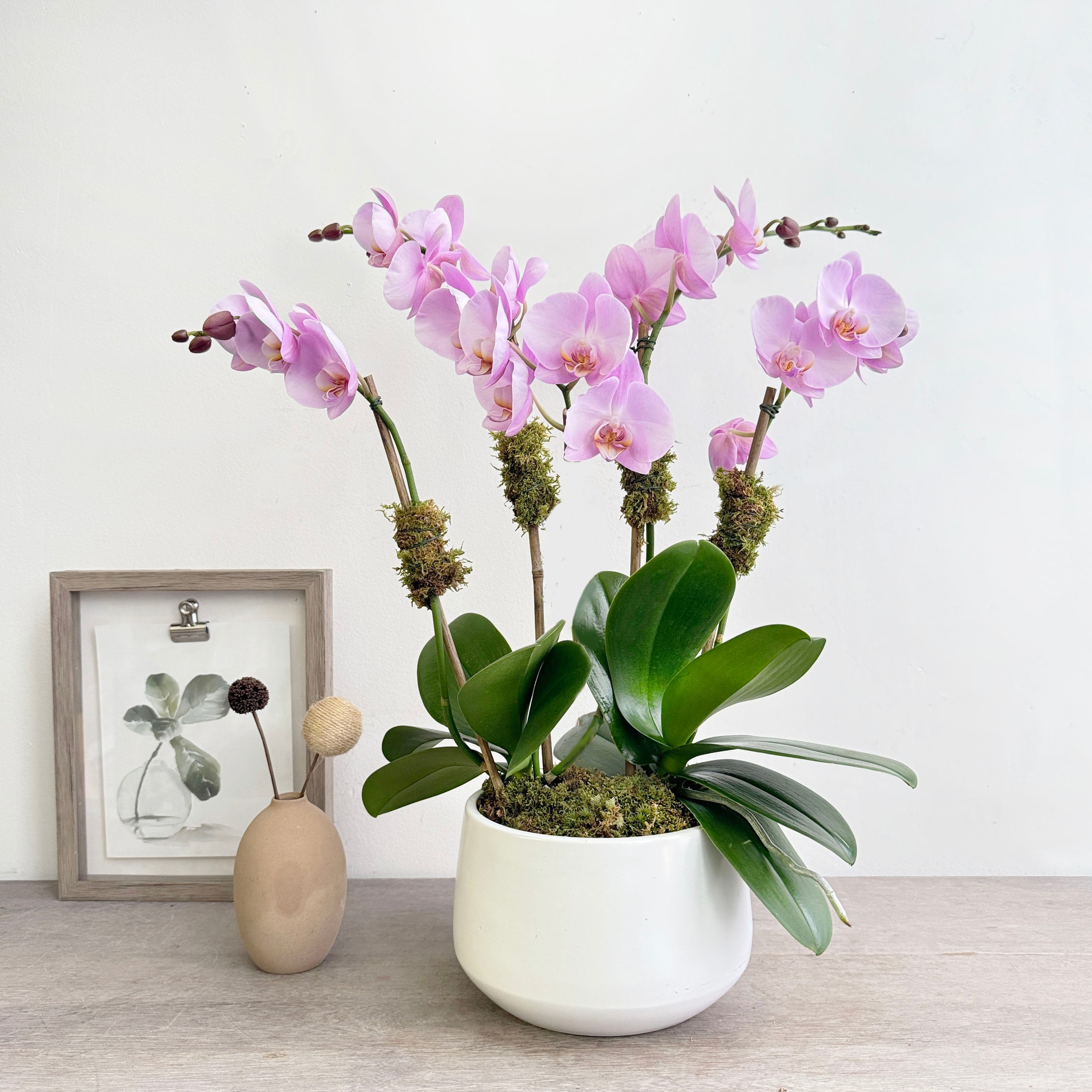 Potted orchid with lilac color flowers in white round ceramic planter