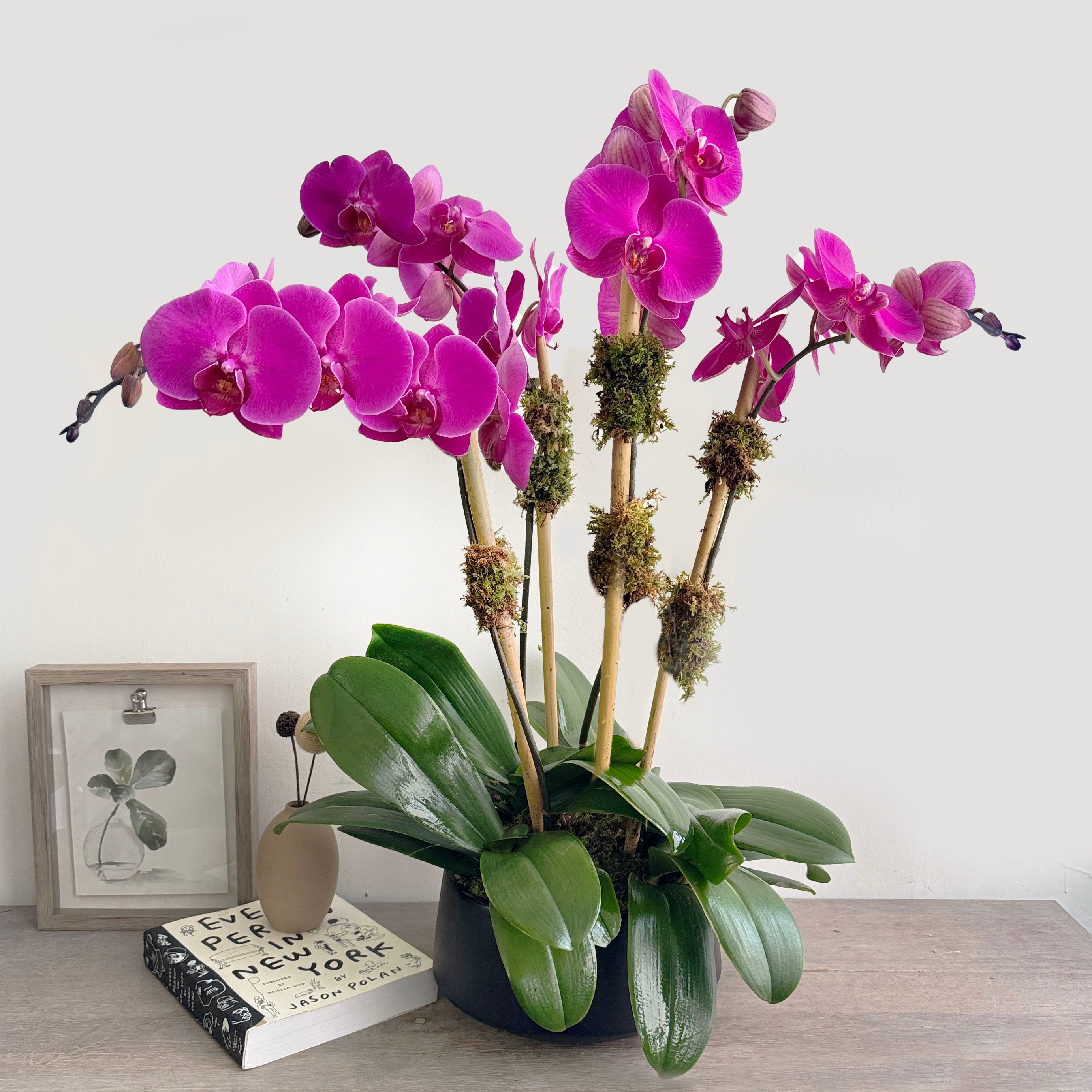 Purple orchid plant in a pot on a wooden surface.