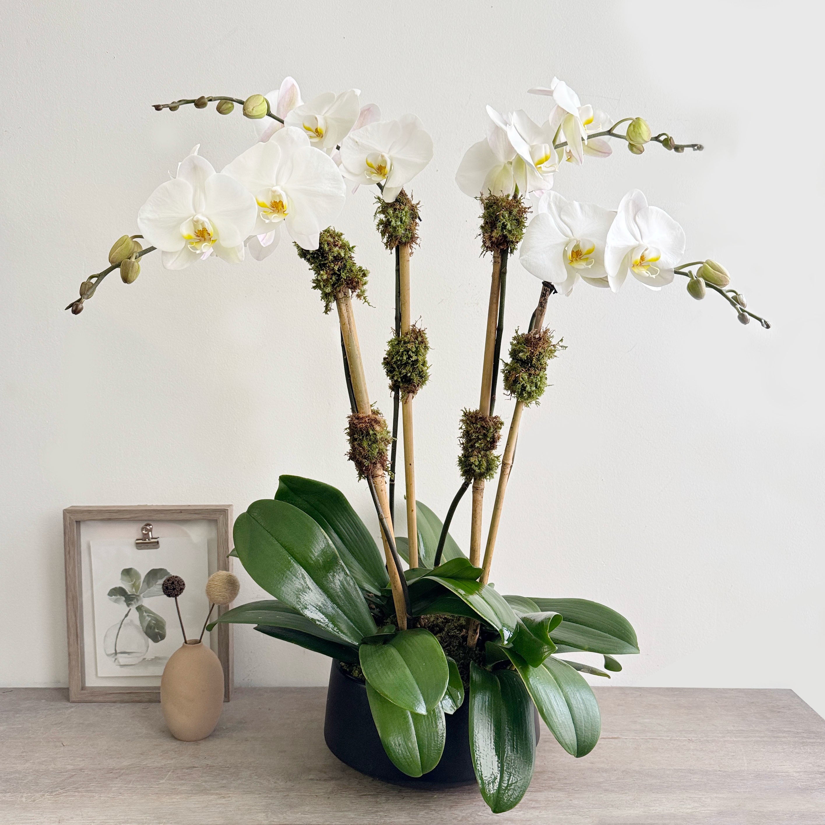 White orchids in a dark pot on a wooden table