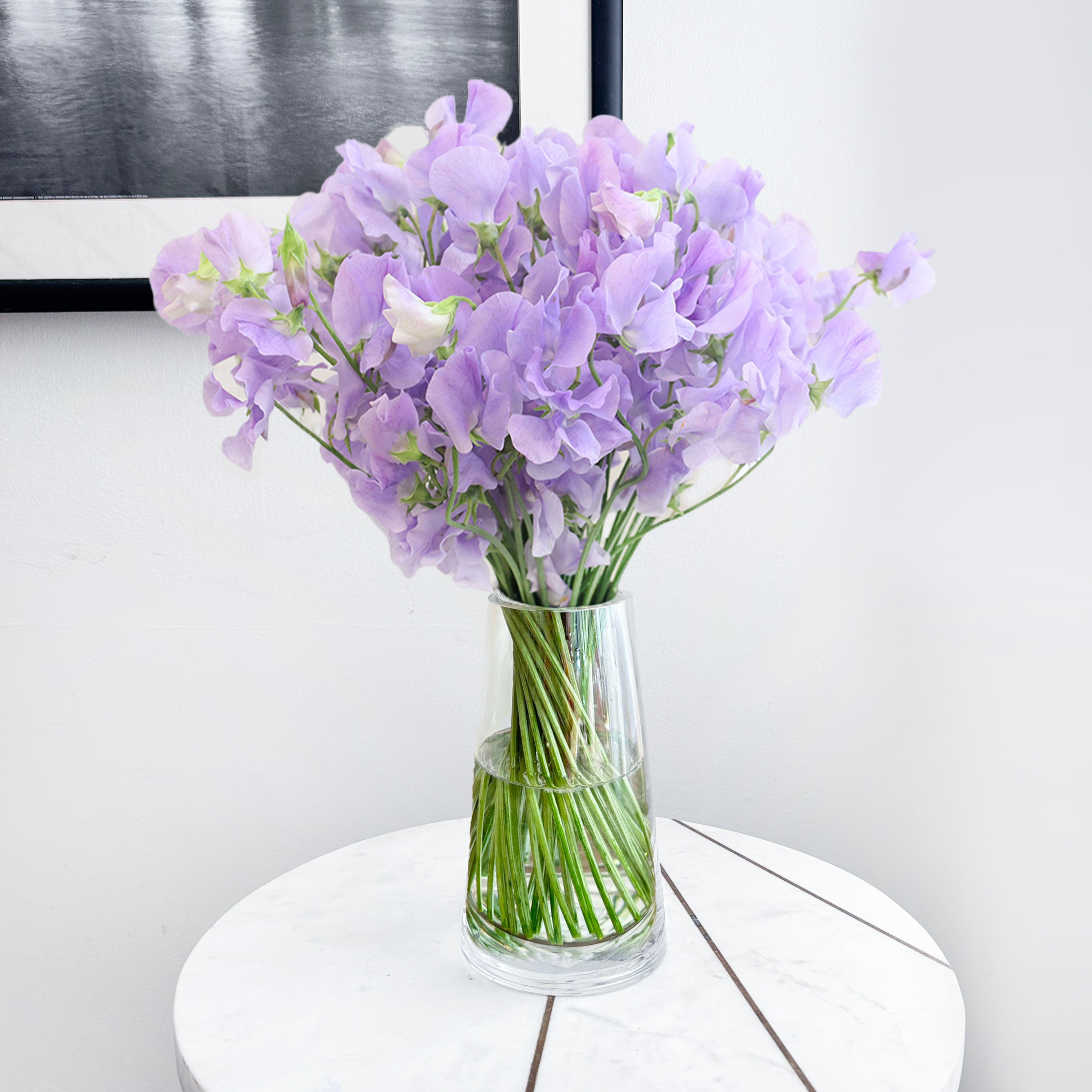 lavender sweet pea flower Japanese Sweet Peas