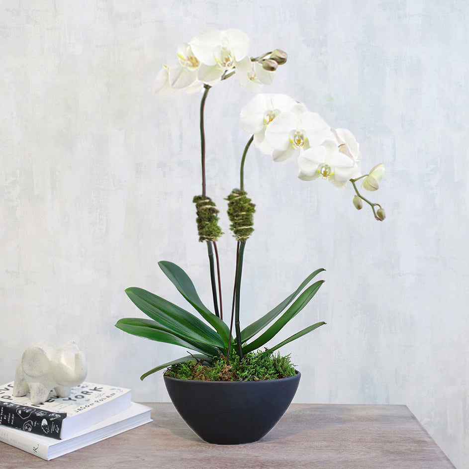 White Double Orchids