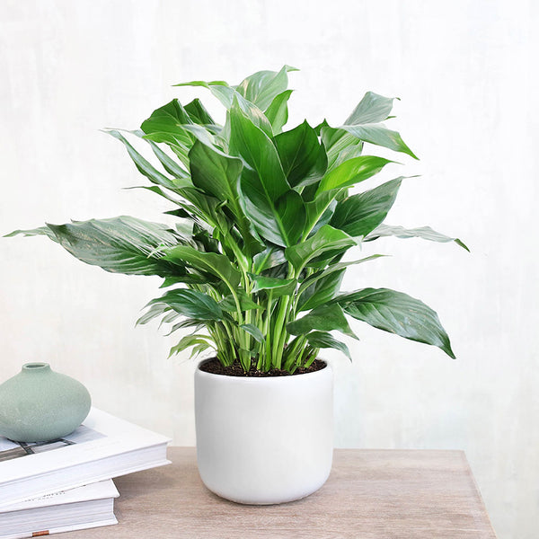 Peace Lily – Secret Garden Rose Inc