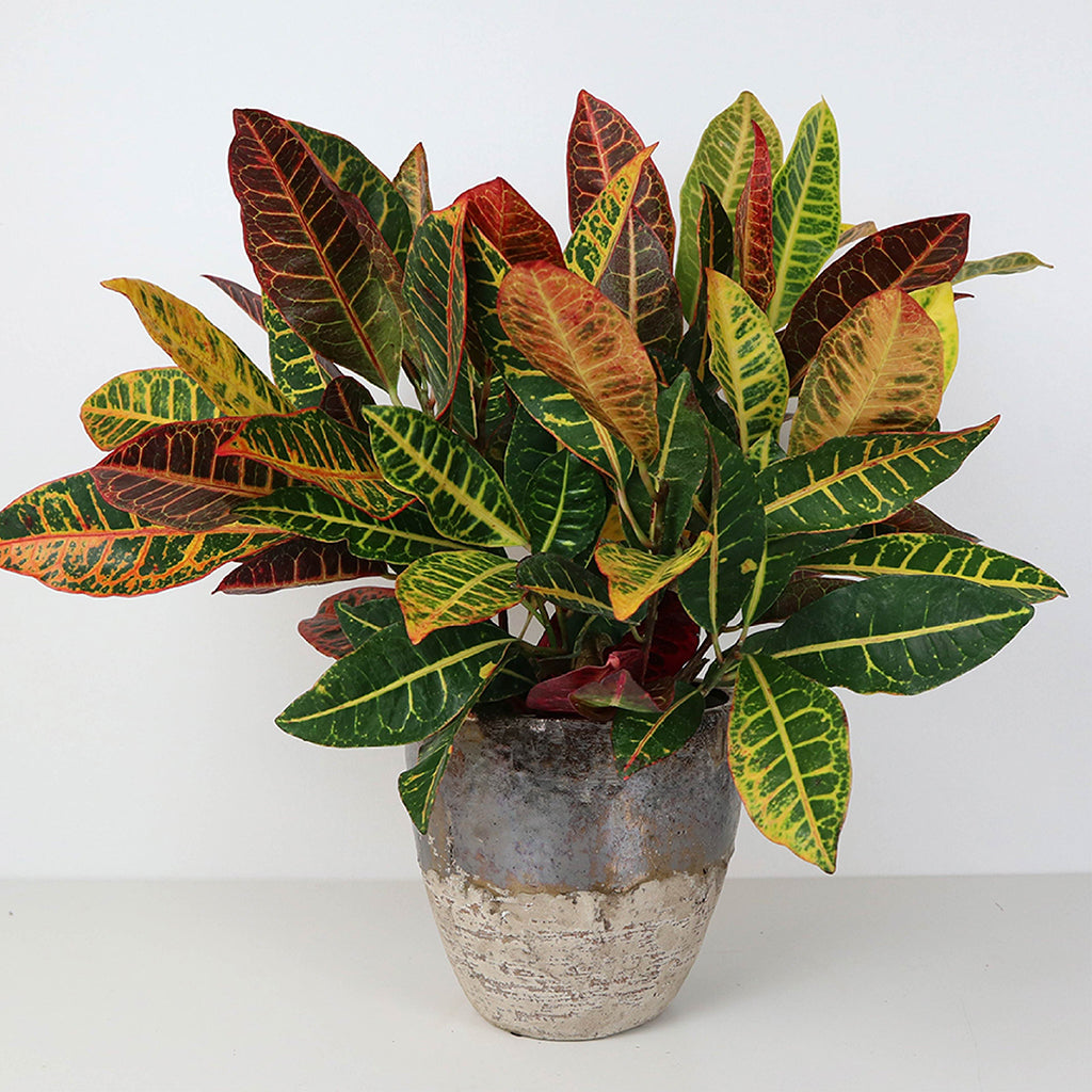 Colorful foliage in a luxurious planter.