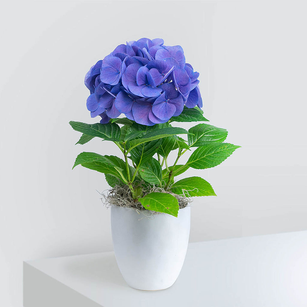 Hydrangea small foliage plant potted in a high quality ceramic planter.