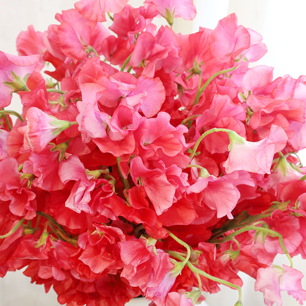 Bouquet of 50 stems of Hot Pink Japanese Sweet Peas flowers.