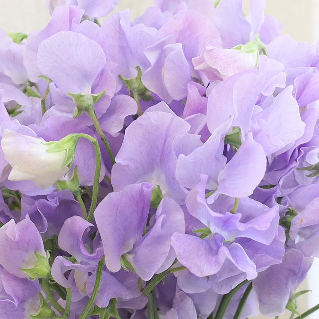 Bouquet of 50 stems of Lavender Japanese Sweet Peas flowers.