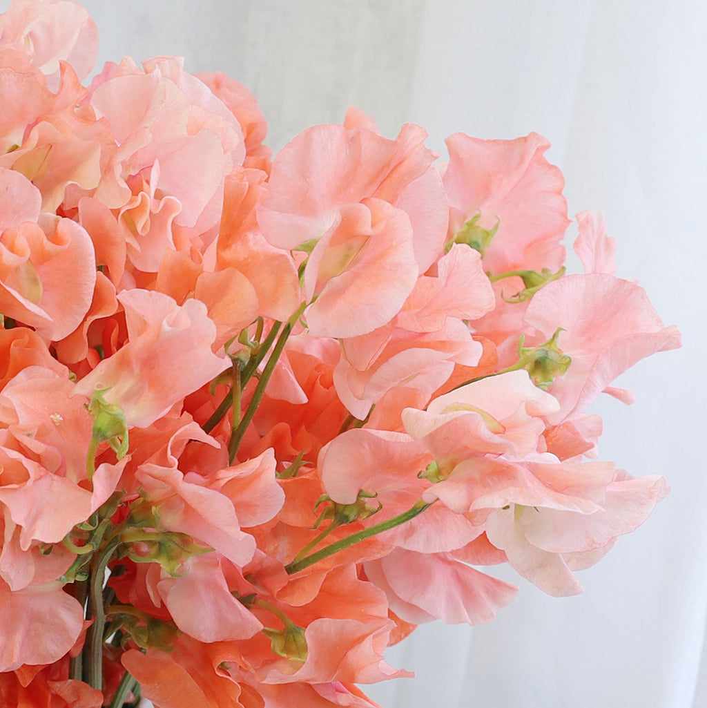 Bouquet of 50 stems of Peach Japanese Sweet Peas flowers.