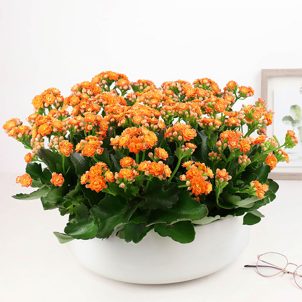Orange foliage plant in a ceramic planter.