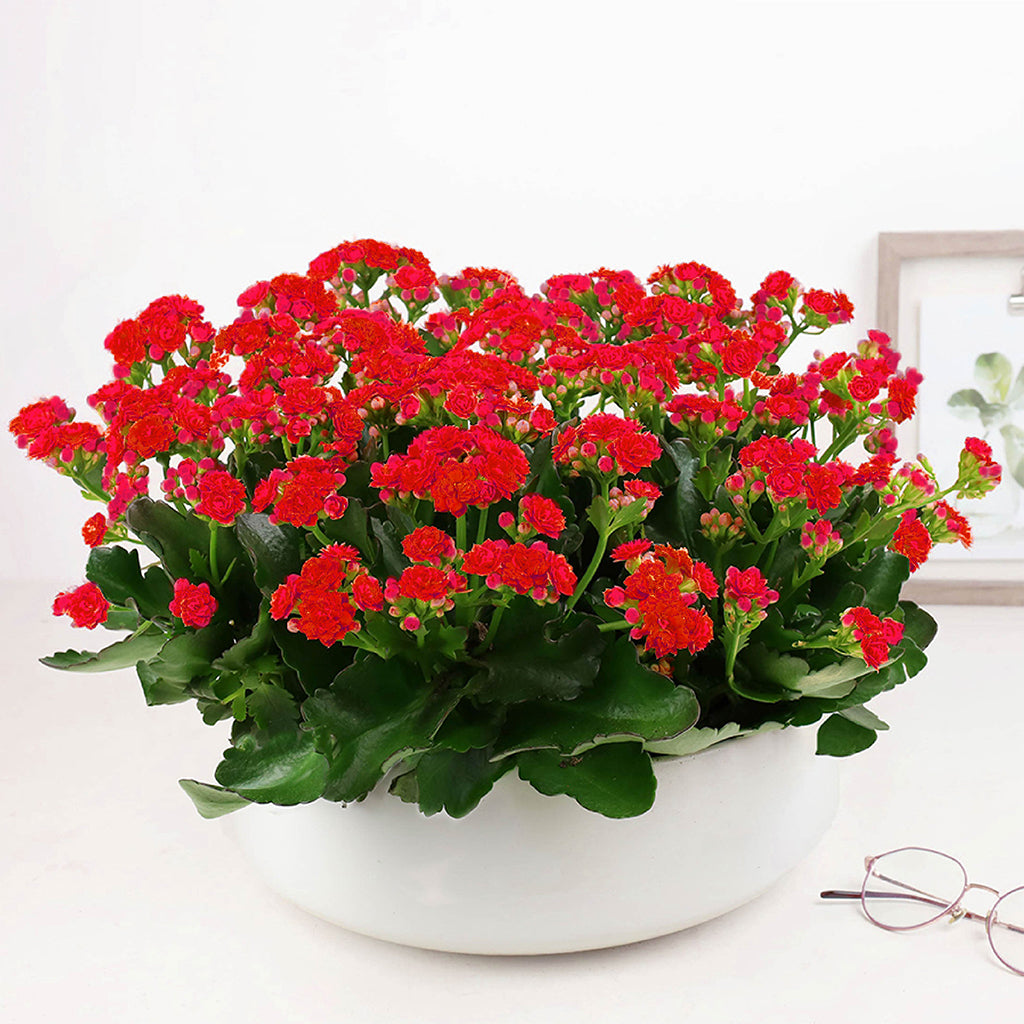 red kalanchoe plant