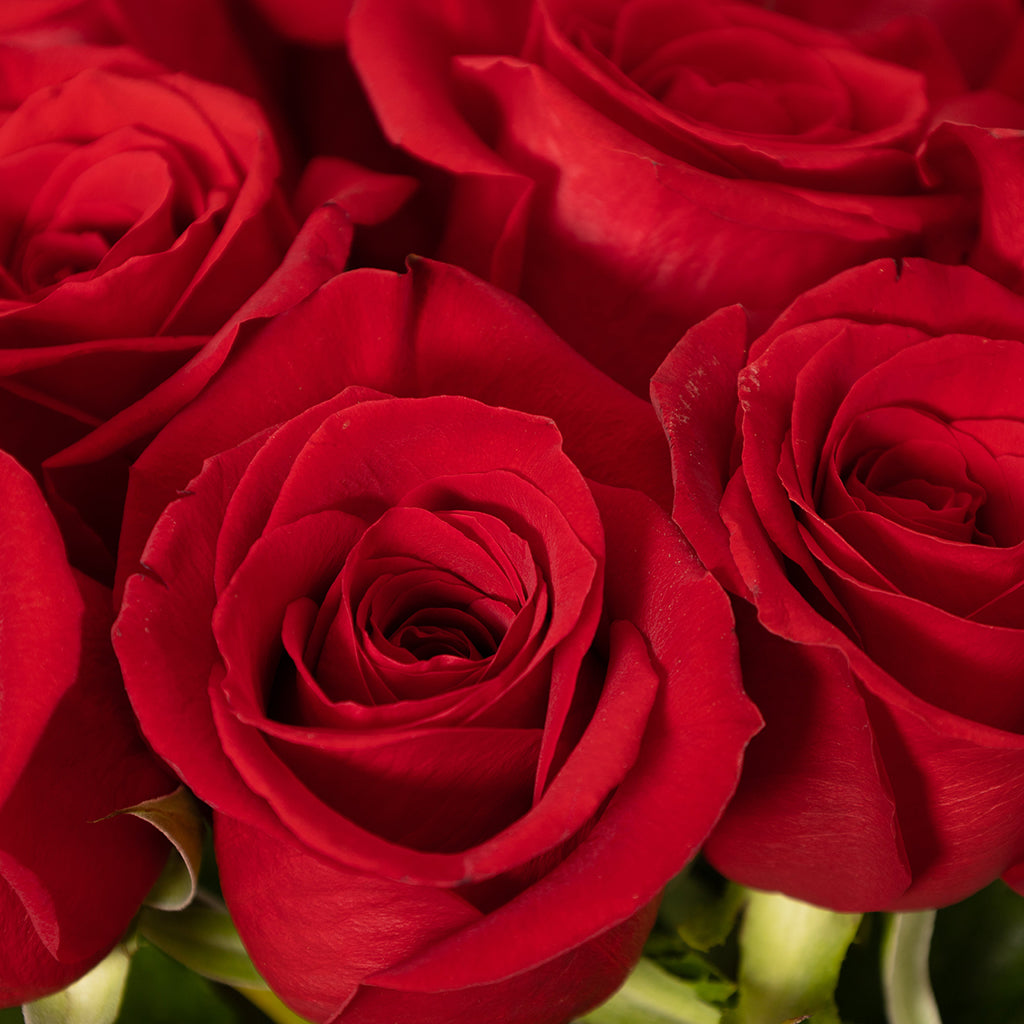 12 Stems of Premium Red Freedom Roses.