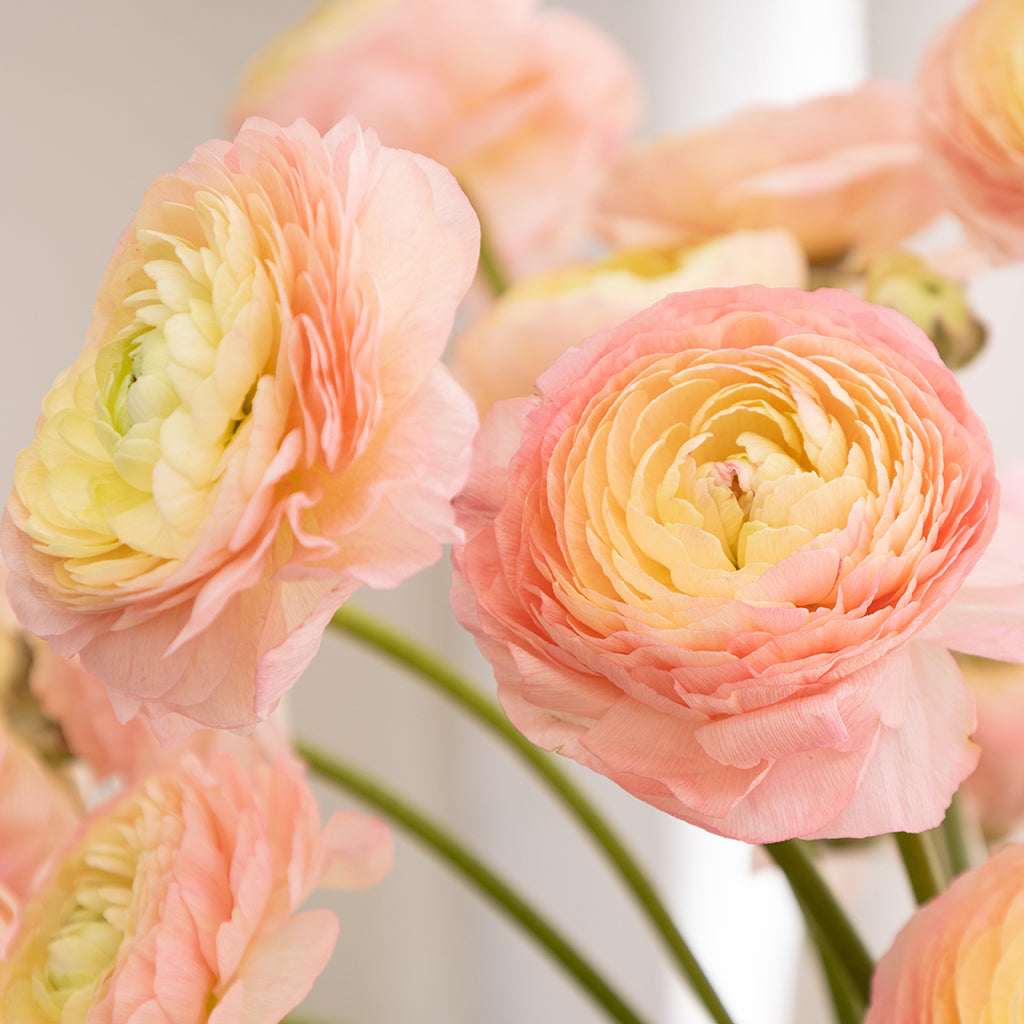 Batch of 10 Ranunculus stems available in Pink, White, and Yellow.